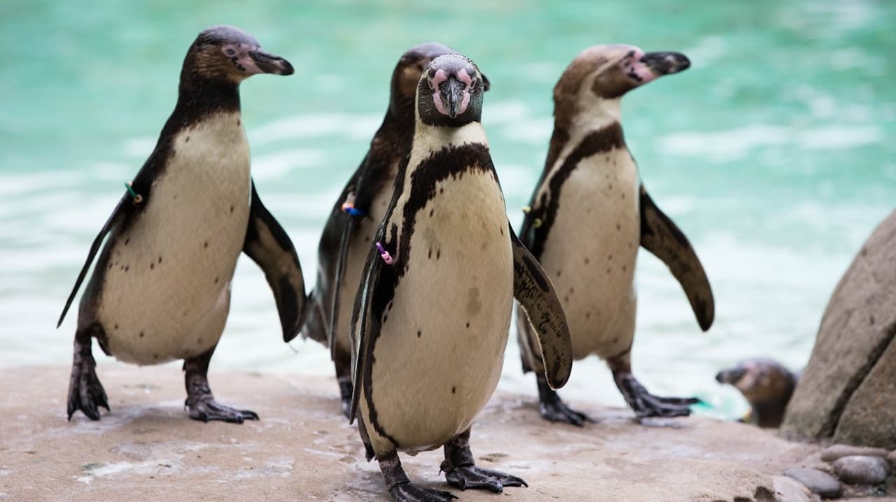 London Zoo - main image