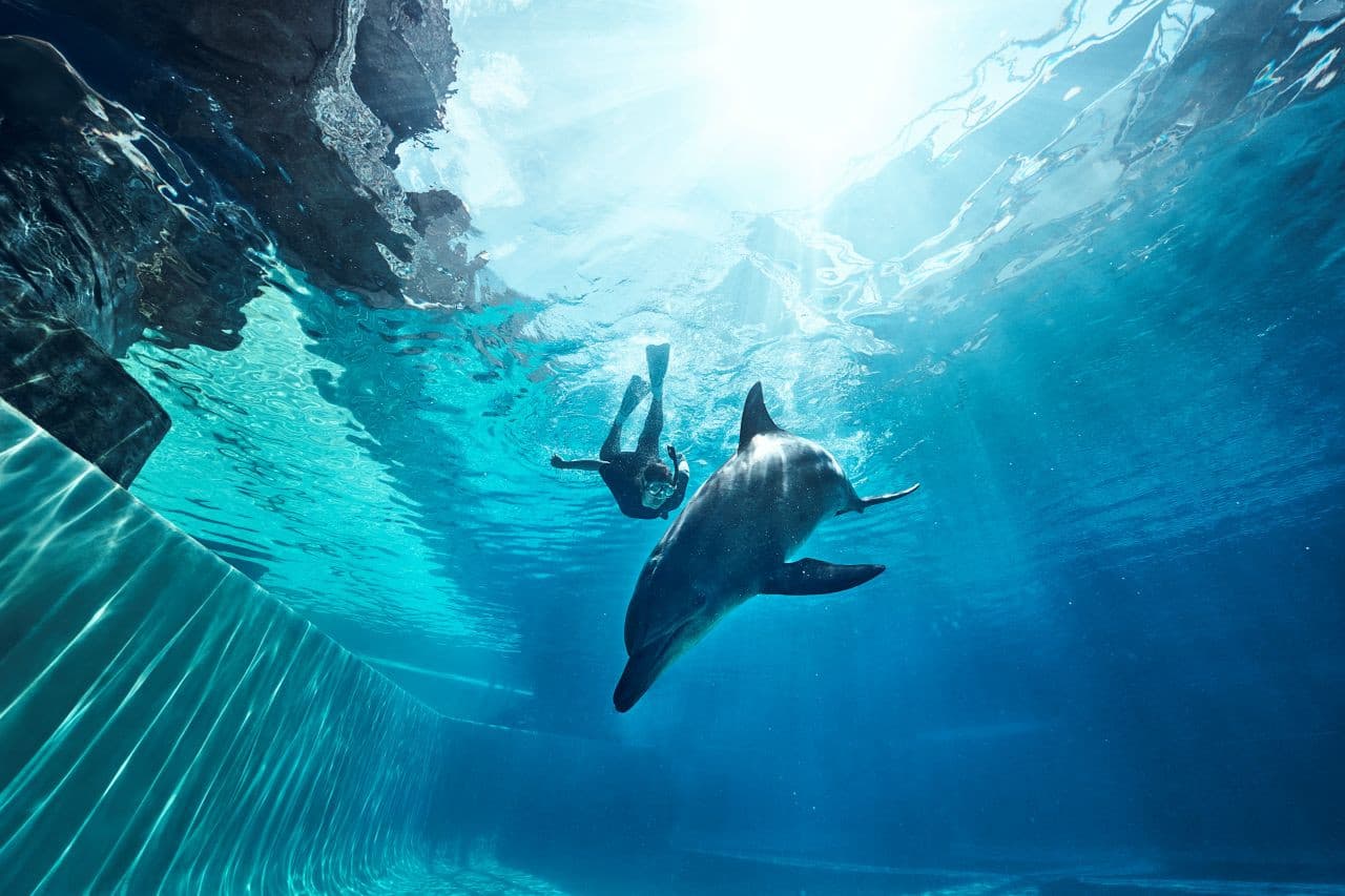 Singapore Oceanarium Ticket - image 17