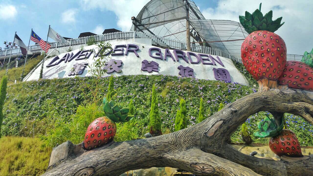 Cameron Highlands Tour from Kuala Lumpur - image 5