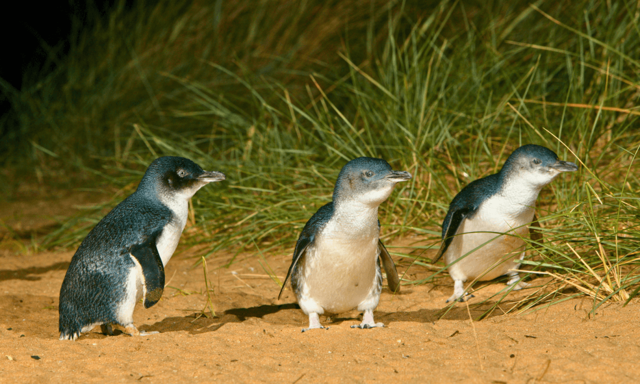 Penguins Express Tour from Melbourne - image 15