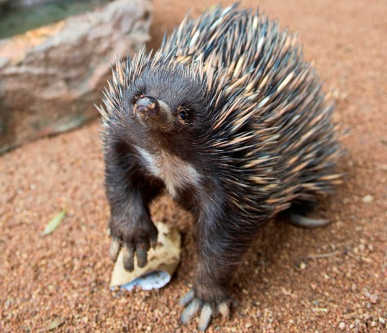 WILD LIFE Sydney Zoo Direct Entry Ticket - image 12