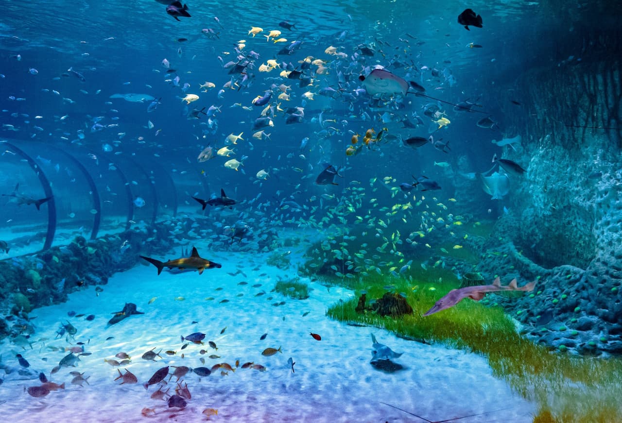 The National Aquarium Abu Dhabi Ticket - image 2