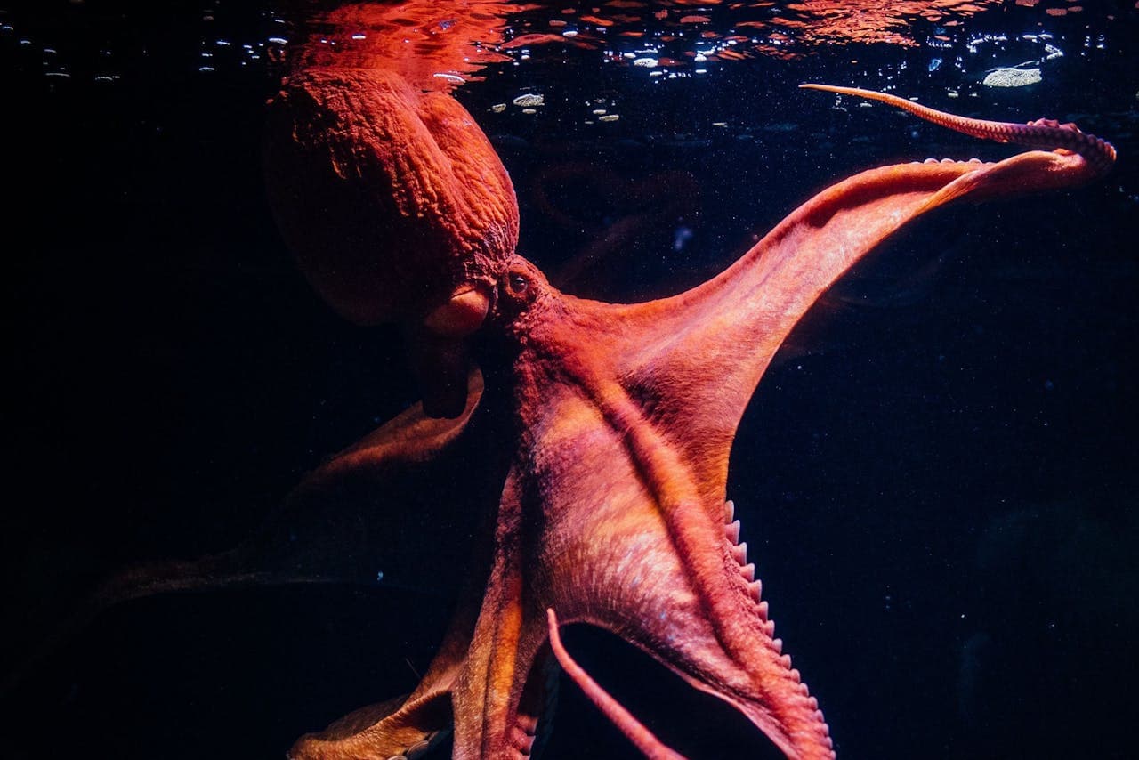 Oceanário de Lisboa Ticket - image 9