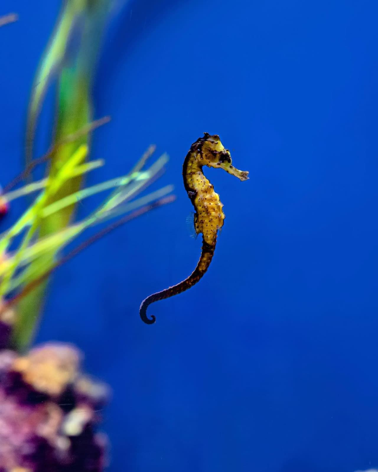 The National Aquarium Abu Dhabi Ticket - image 17