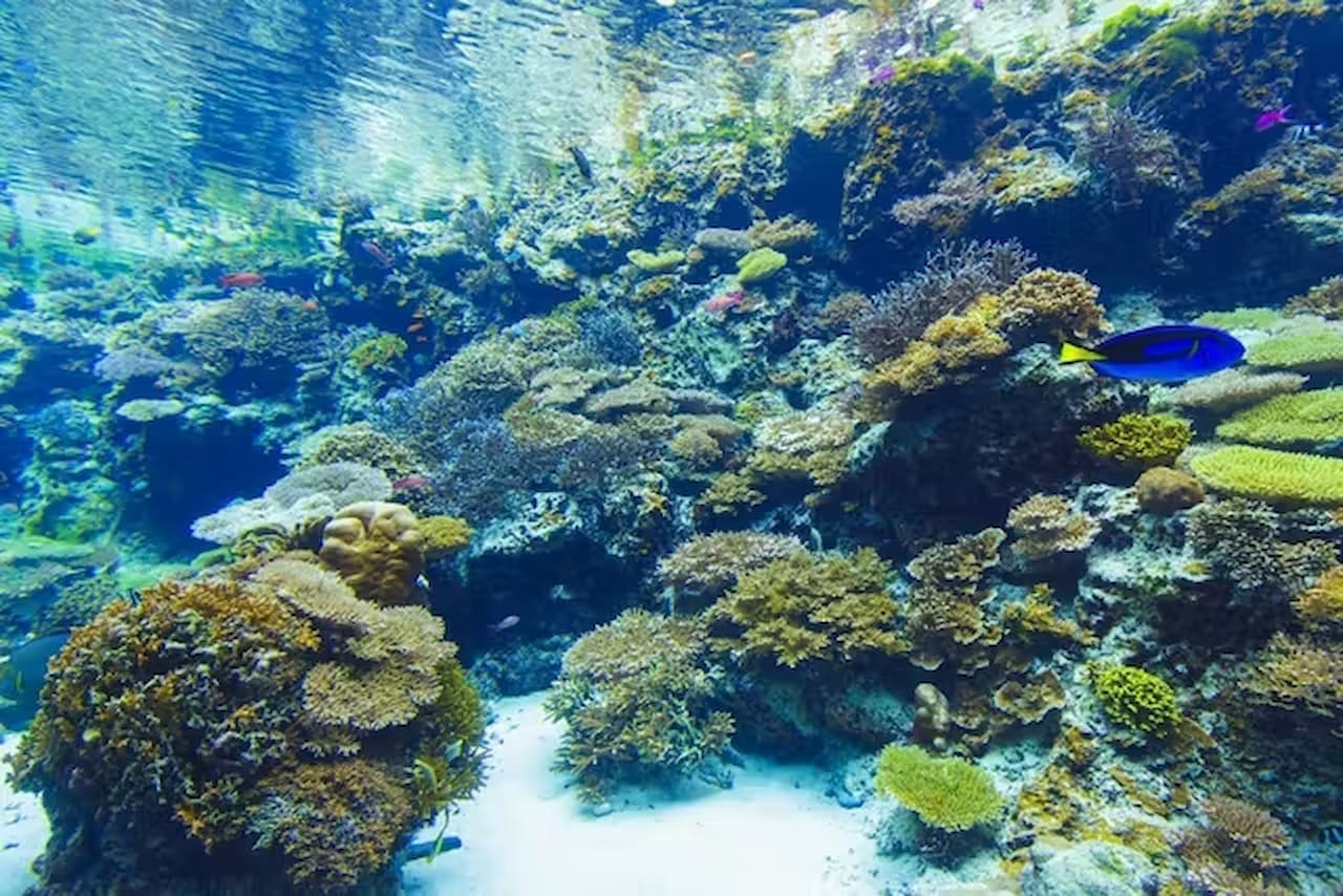 Okinawa Churaumi Aquarium Ticket - image 7