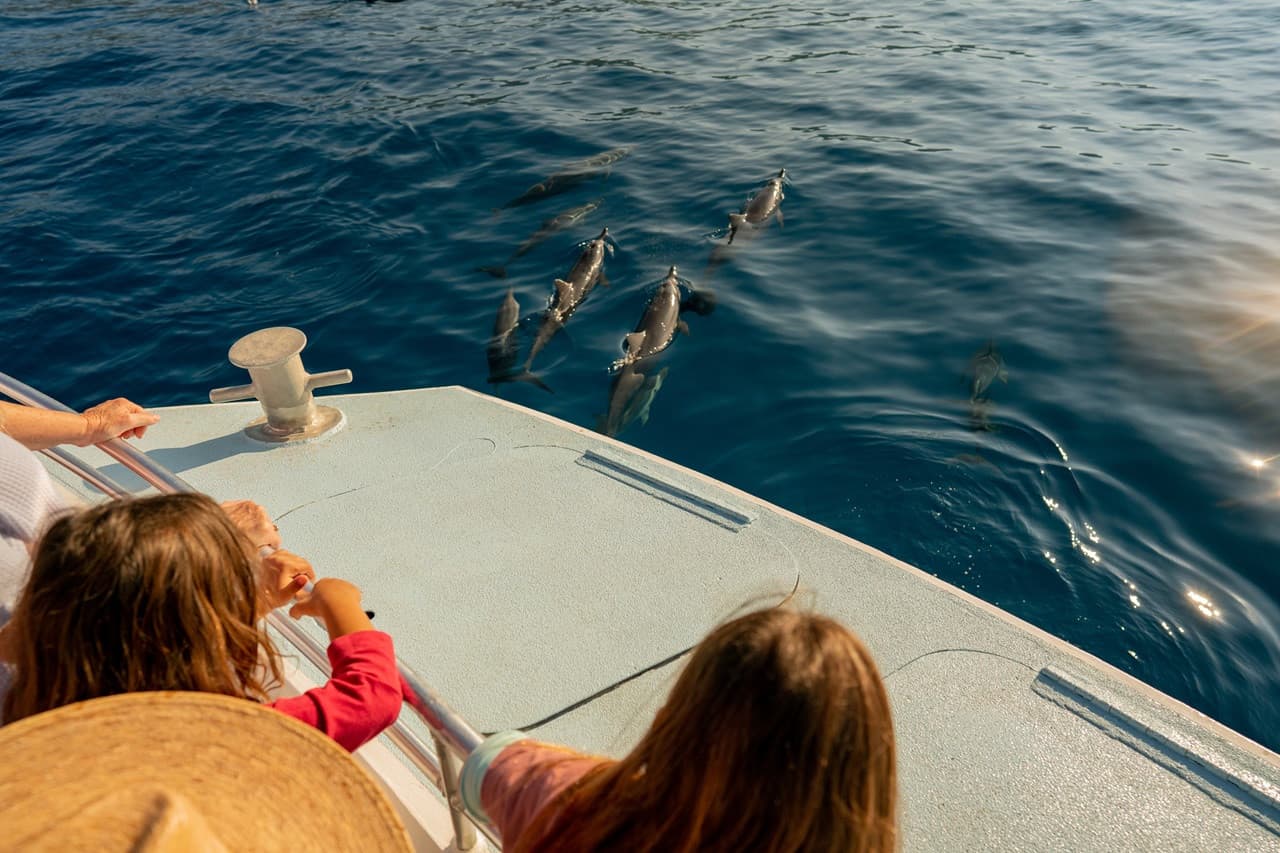 Kona Dolphin Watching Cruise with Snorkelling Experience - imagen principal