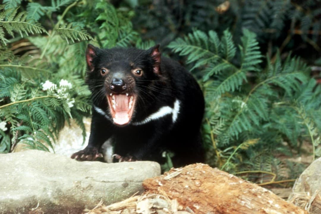 Richmond Village and Bonorong Wildlife Sanctuary Tour - image 6