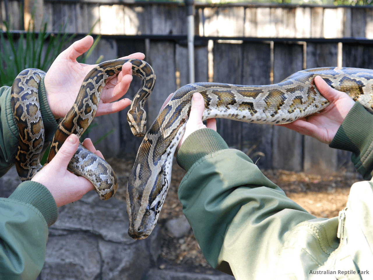 Australian Reptile Park - image 4
