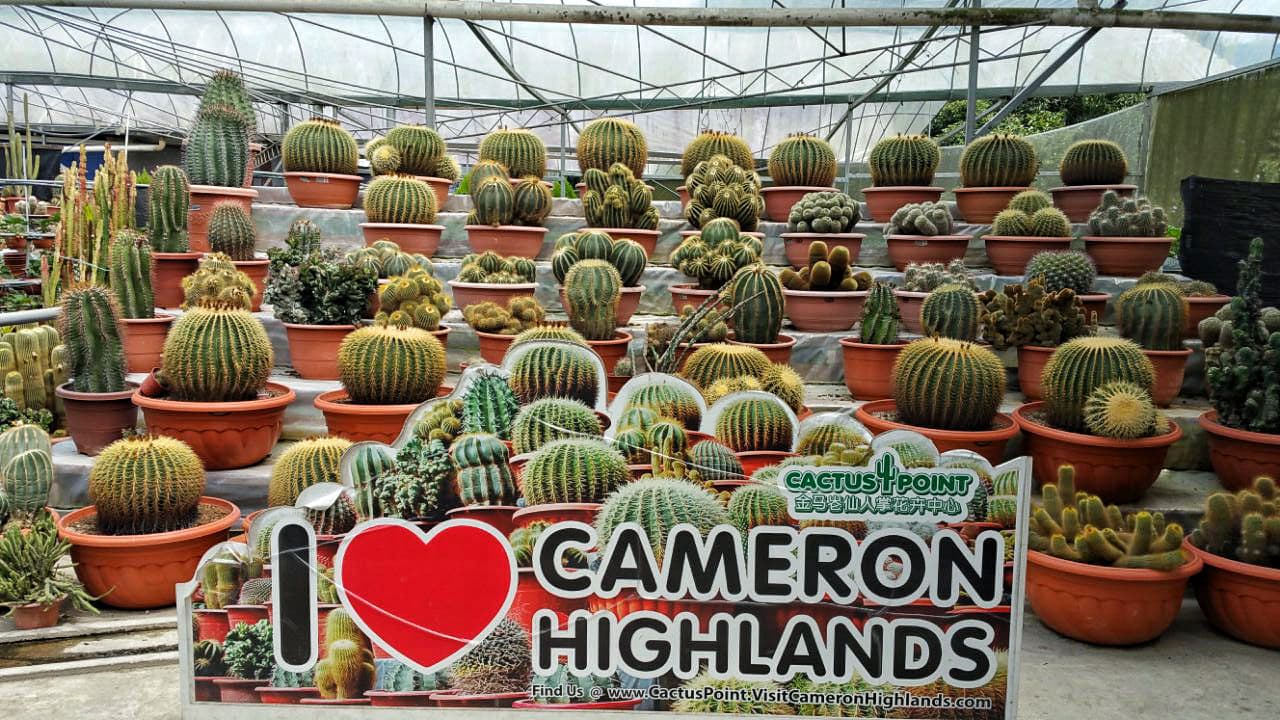 Cameron Highlands Tour from Kuala Lumpur - image 14