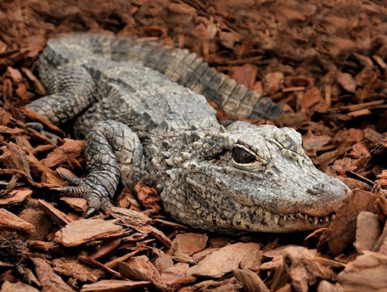 Bioparco: The Zoo of Rome - image 5