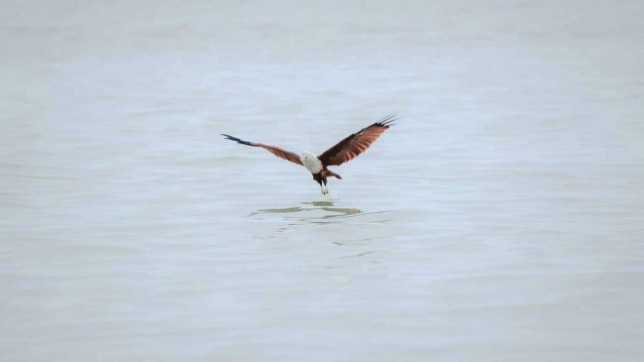 Eagle Watching Experience in Kuala Selangor - image 2