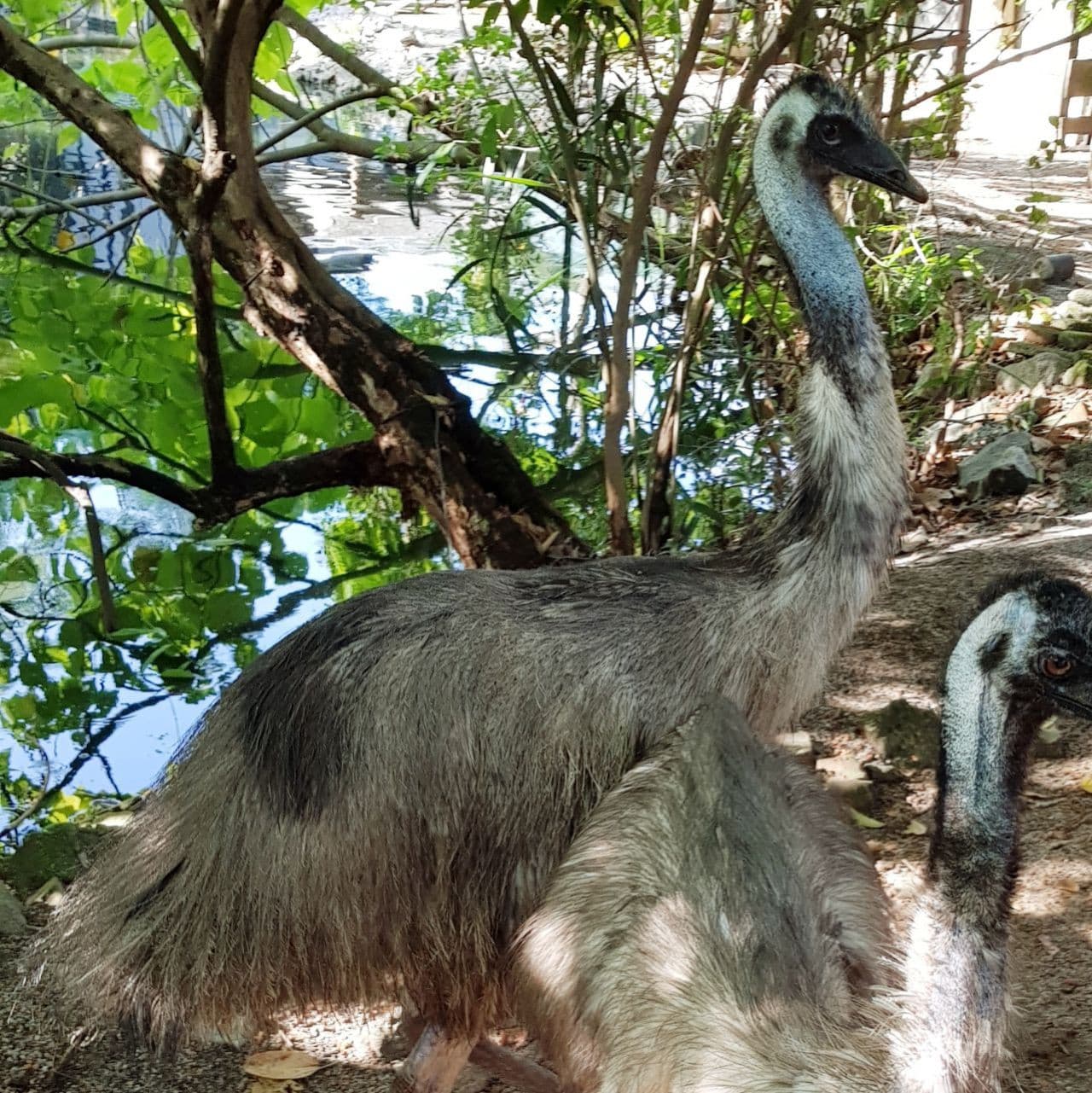 Penang Bird Park - imagen 7