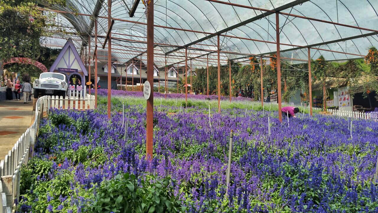 Tour a Cameron Highlands desde Kuala Lumpur - imagen 12