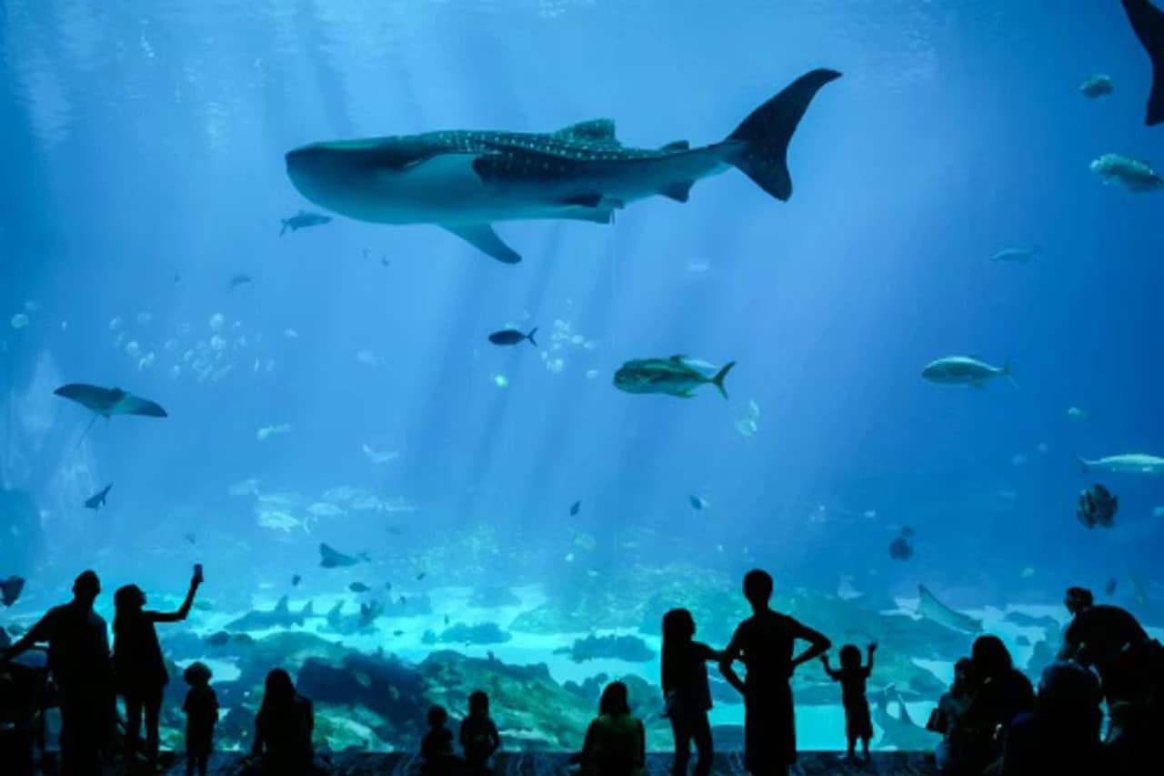 Georgia Aquarium: Fast Track Ticket - image 10