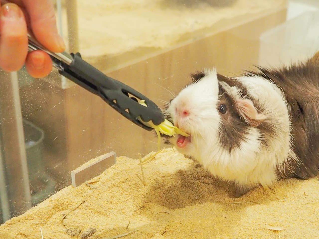Moff Animal Cafe Lalaport Fukuoka Ticket - image 4