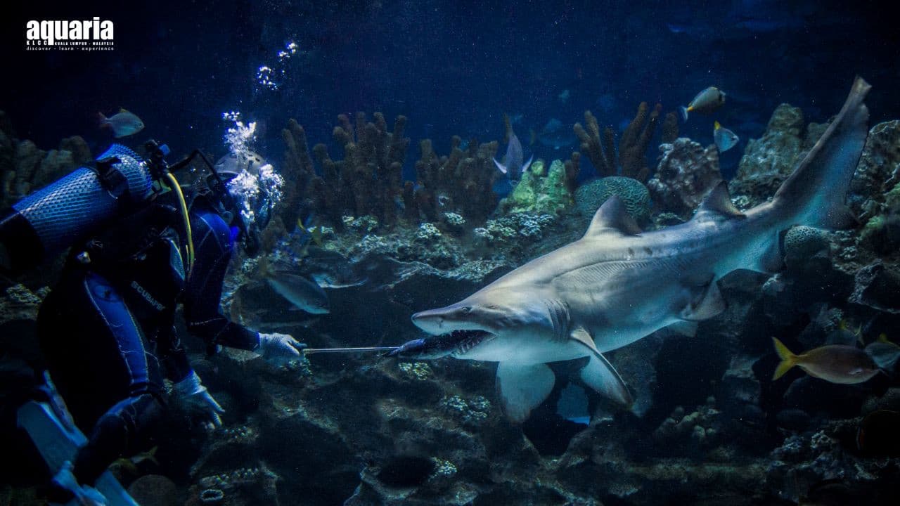 Aquaria KLCC Ticket - image 4