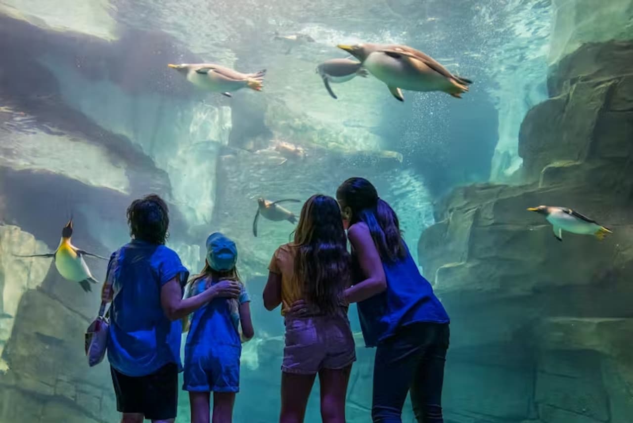 SeaWorld Orlando Ticket: Direct Entry + Optional All-Day Dining Deal + Multi-Park Discount Ticket - image 16