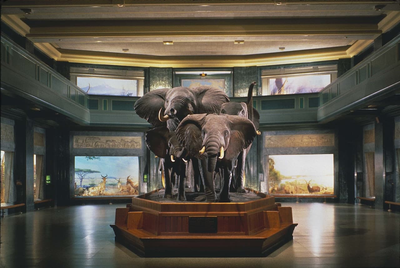 American Museum of Natural History Ticket - image 2