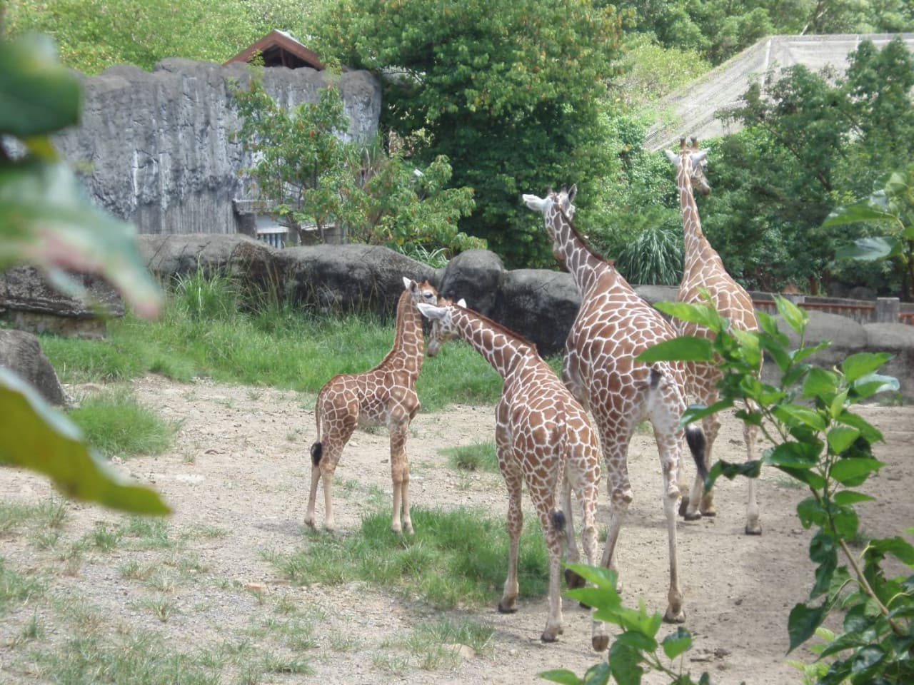 Zoo de Taipéi - imagen principal