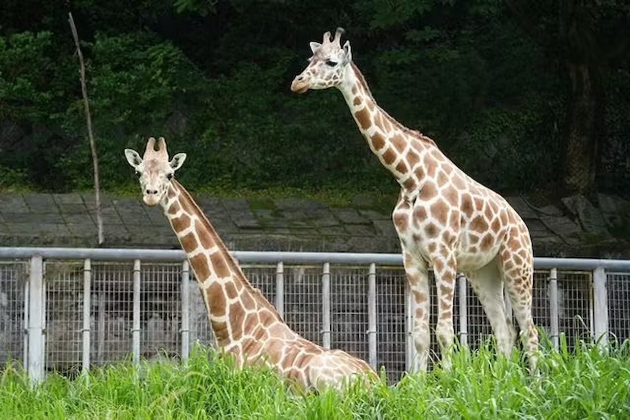 Zoológico y Jardines Botánicos Higashiyama de la ciudad de Nagoya - imagen 2