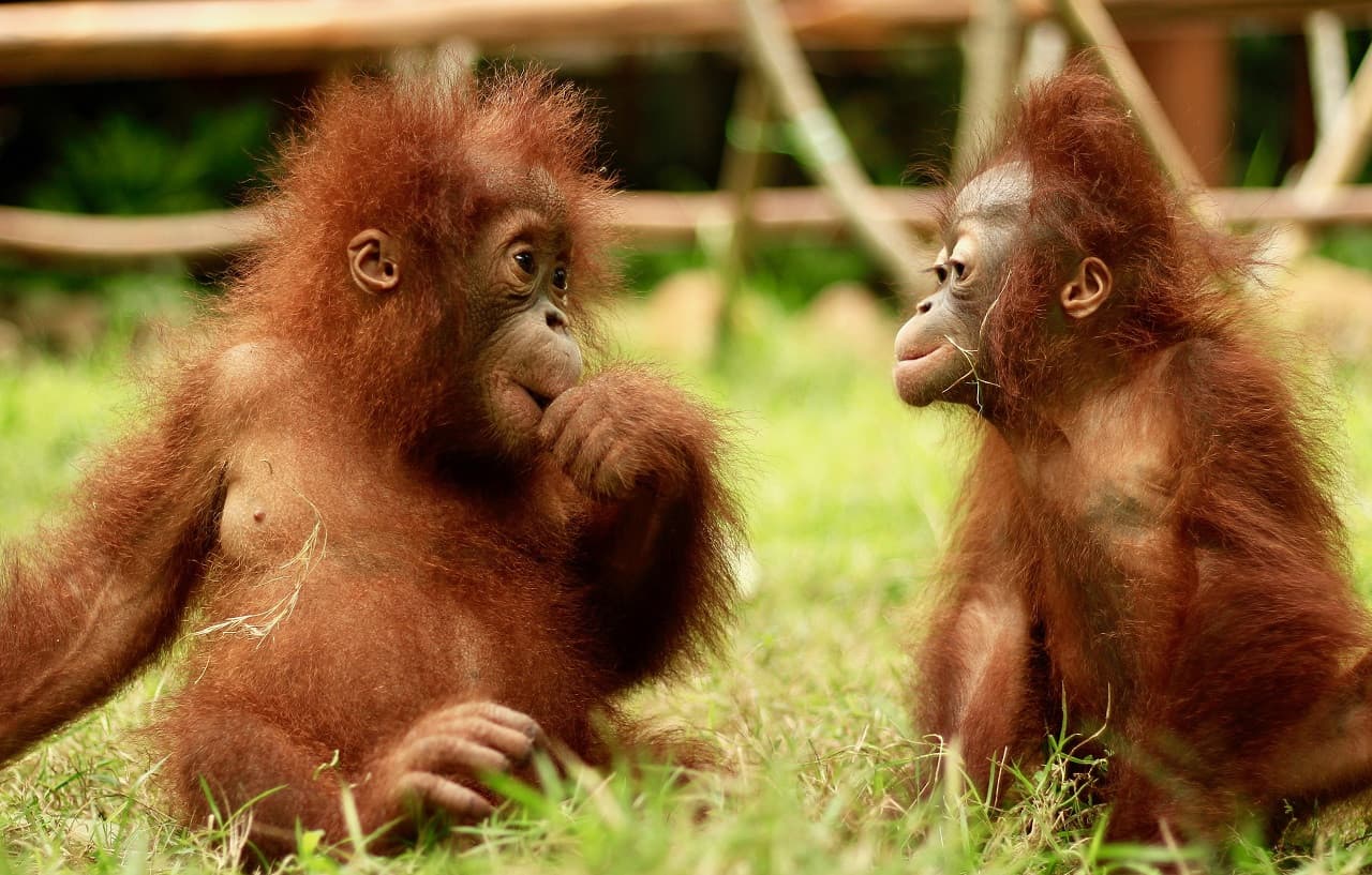 Lombok Wildlife Park: Intimate Wildlife Experience - image 3