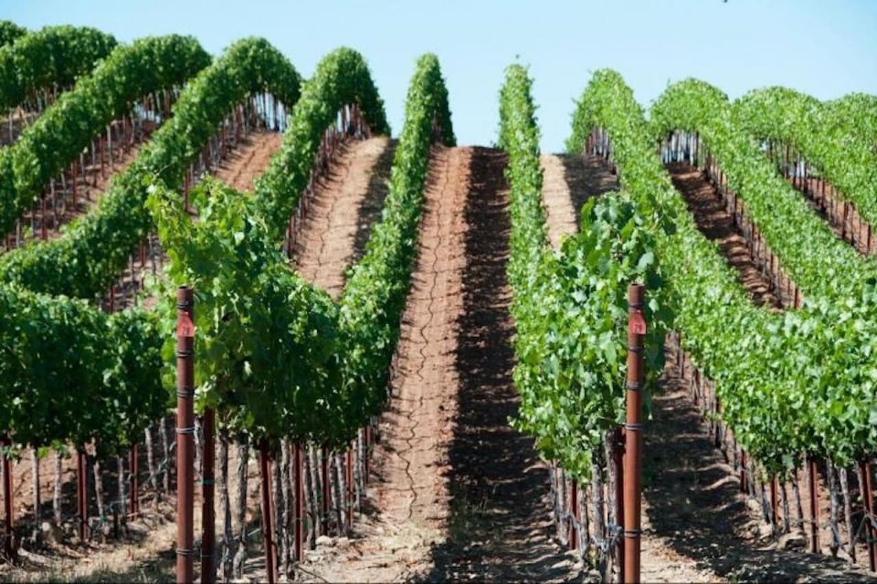 Napa and Sonoma Valley Wine Tasting Tour from San Francisco - image 5