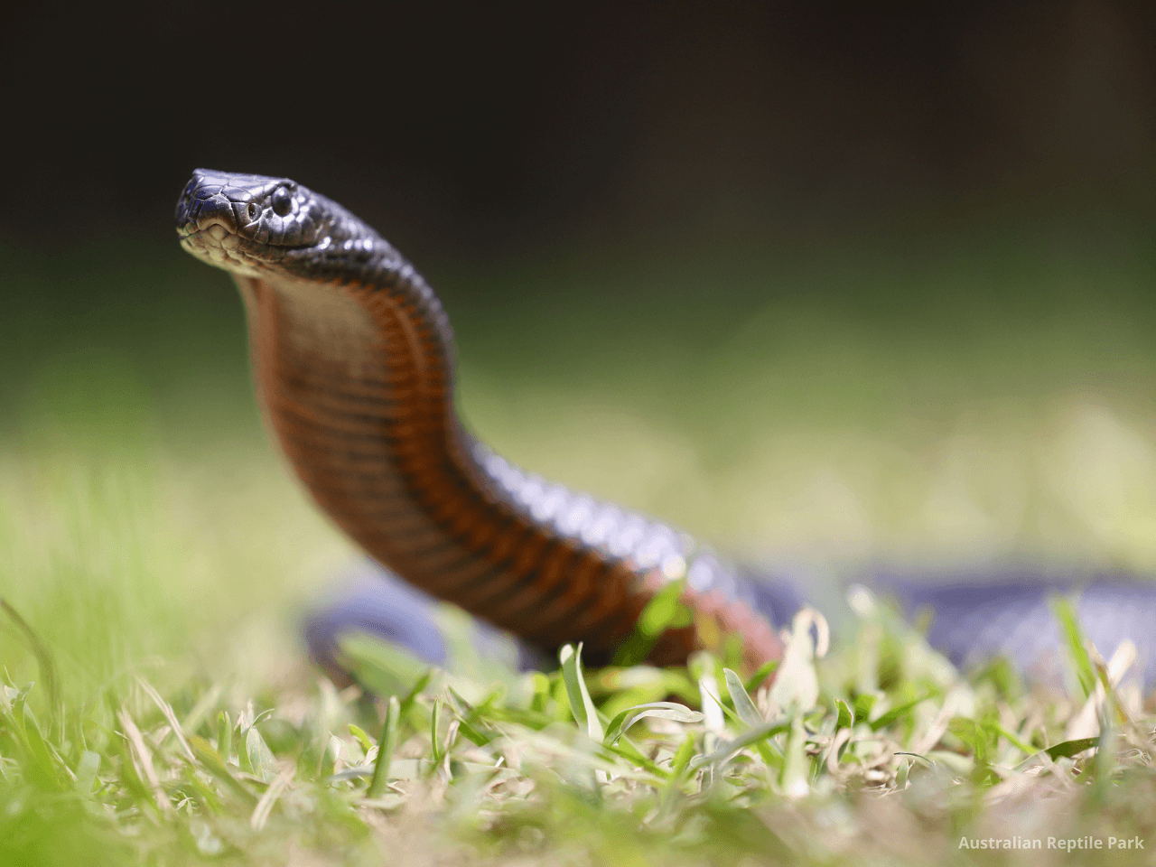 Australian Reptile Park - image 35