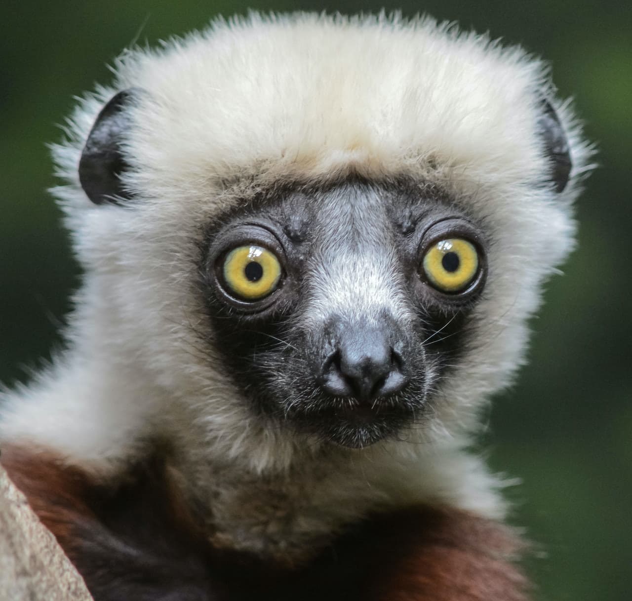 Bronx Zoo - image 5