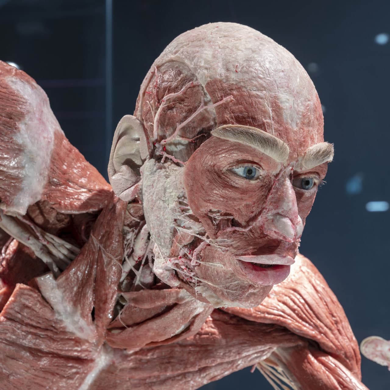BODY WORLDS Berlin - main image