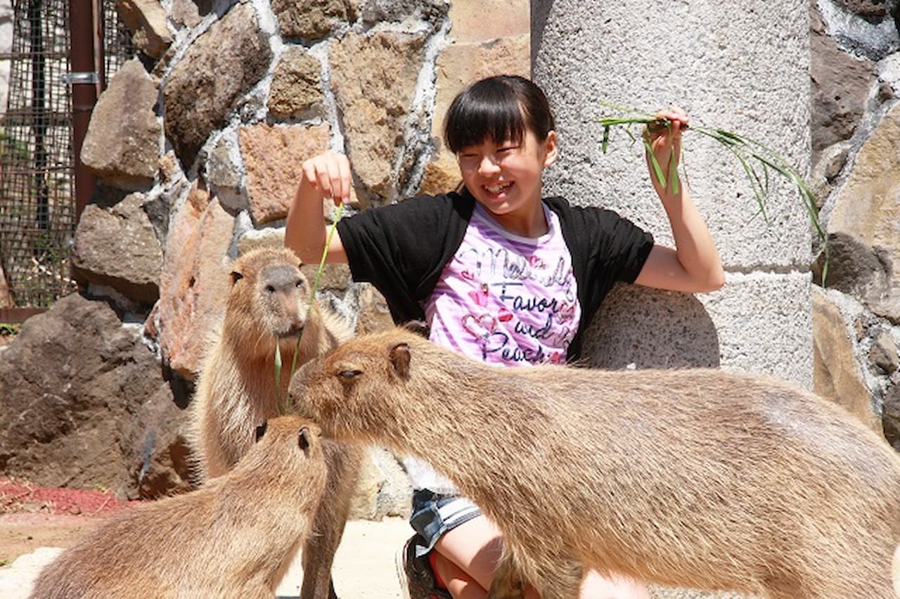 Izu Shaboten Zoo Ticket - image 2