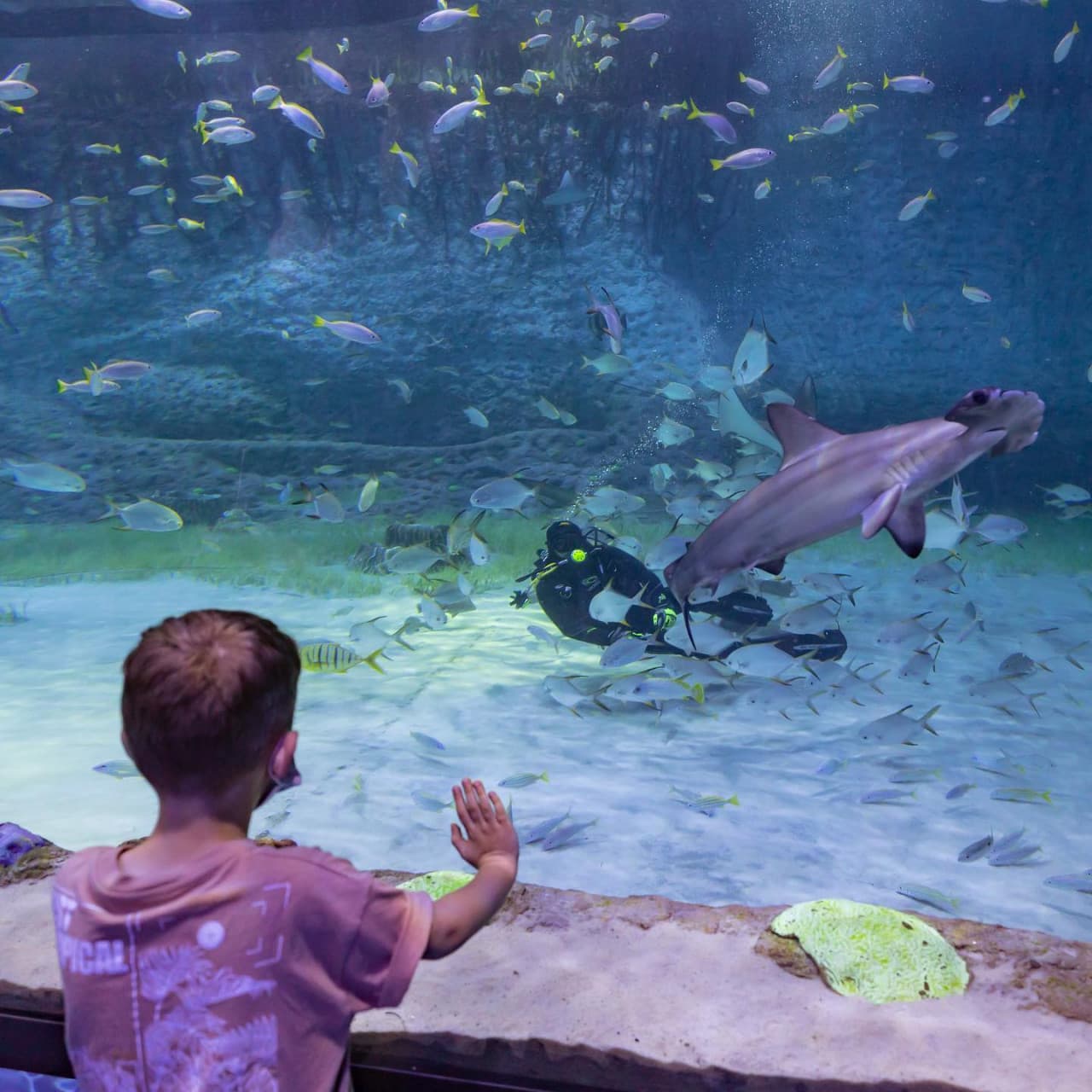 The National Aquarium Abu Dhabi Ticket - image 16