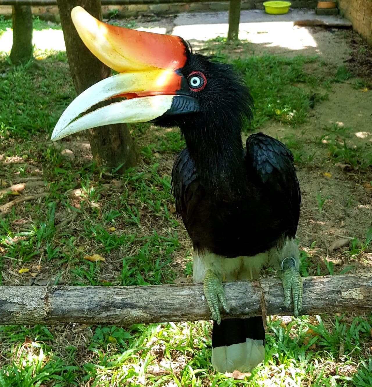 Penang Bird Park - imagen 4