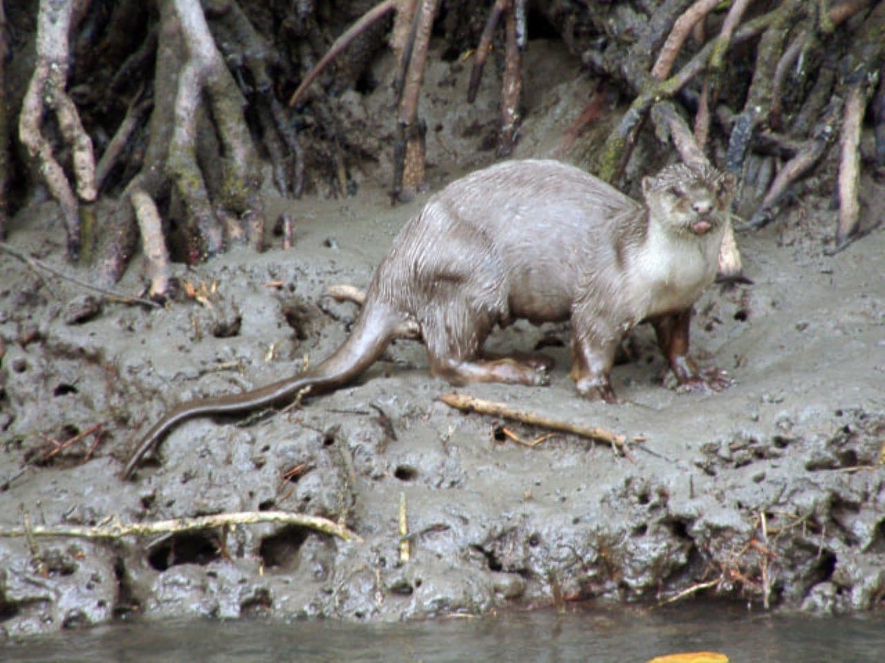 Langkawi Mangrove River Cruise and Snorkeling - image 7