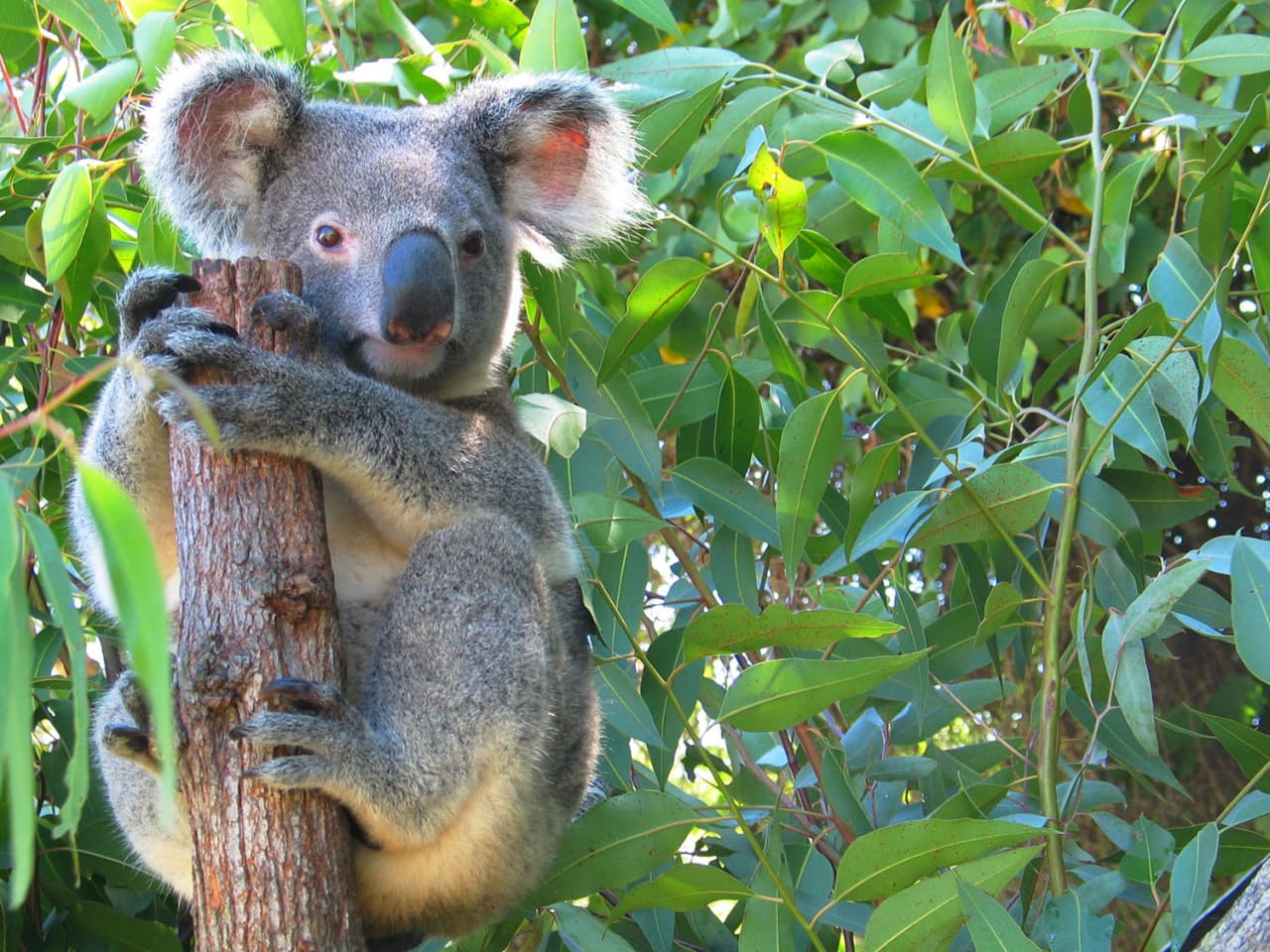 Cape Tribulation and Daintree Wilderness Full-Day Tour - image 4