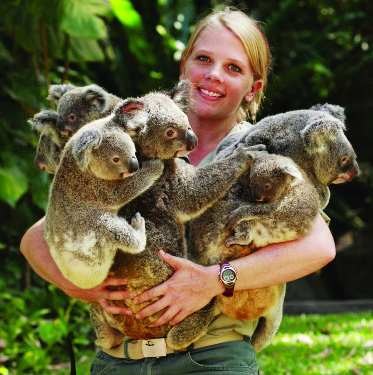 Kuranda Koala Gardens - image 7