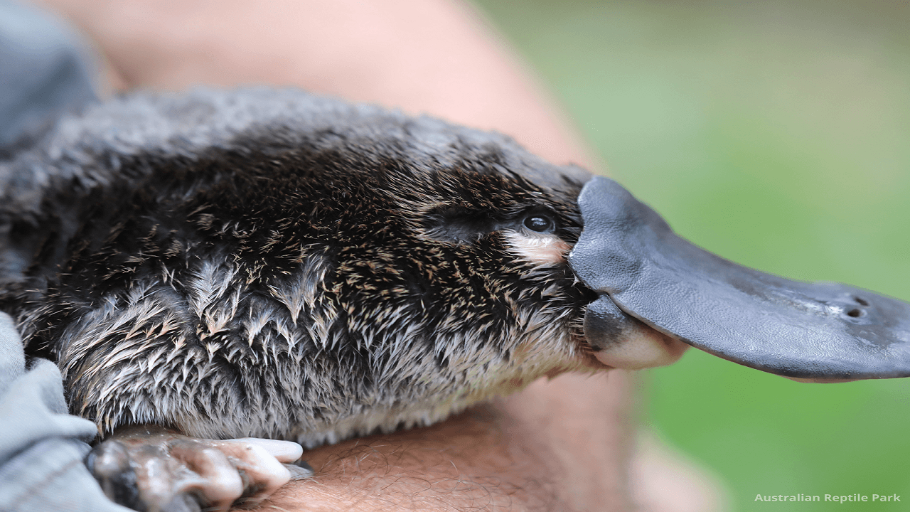 Australian Reptile Park - image 31