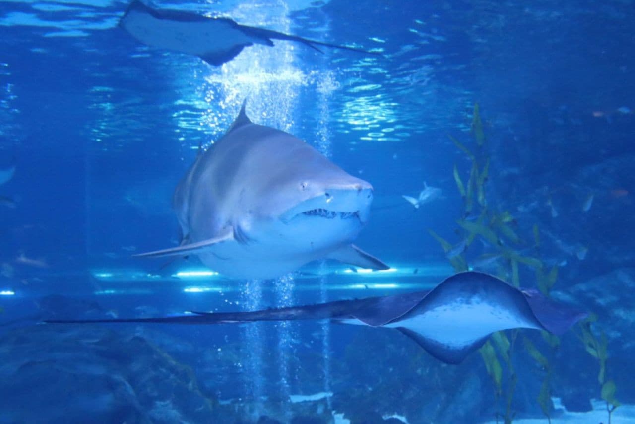 SEA LIFE COEX, Seoul Aquarium Ticket - image 10