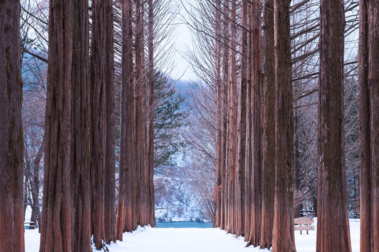 Alpaca World, Nami Island, and Garden of Morning Calm Tour from Seoul - 이미지 12