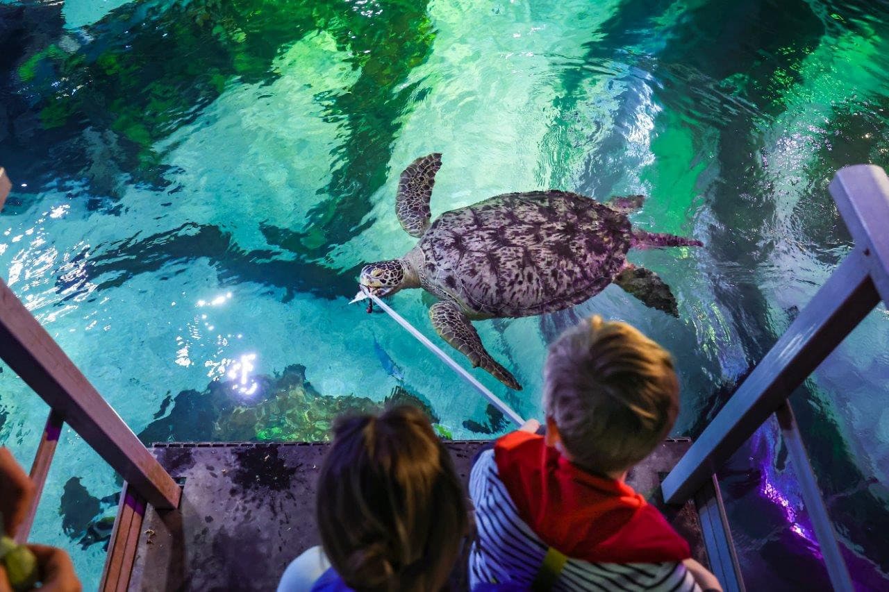 SEA LIFE Timmendorfer Strand Aquarium Ticket - imagen 9