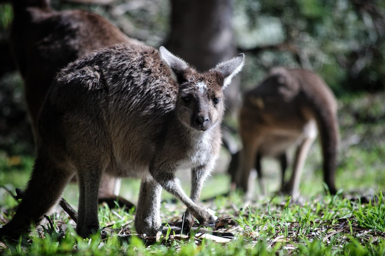 Bonorong Wildlife Sanctuary and Hobart City Tour - imagen 19