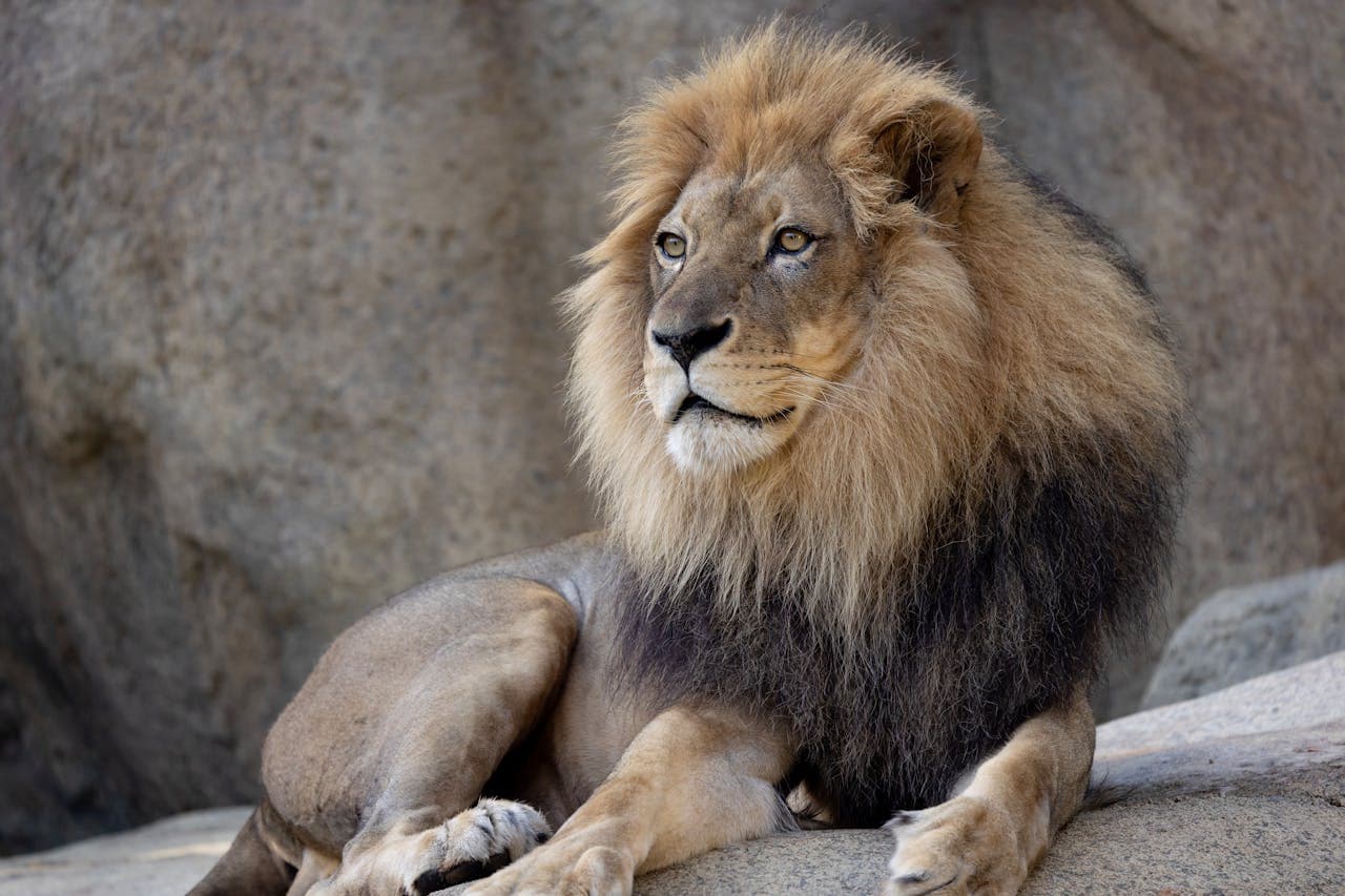 Zoo Atlanta Entry Ticket - image 7