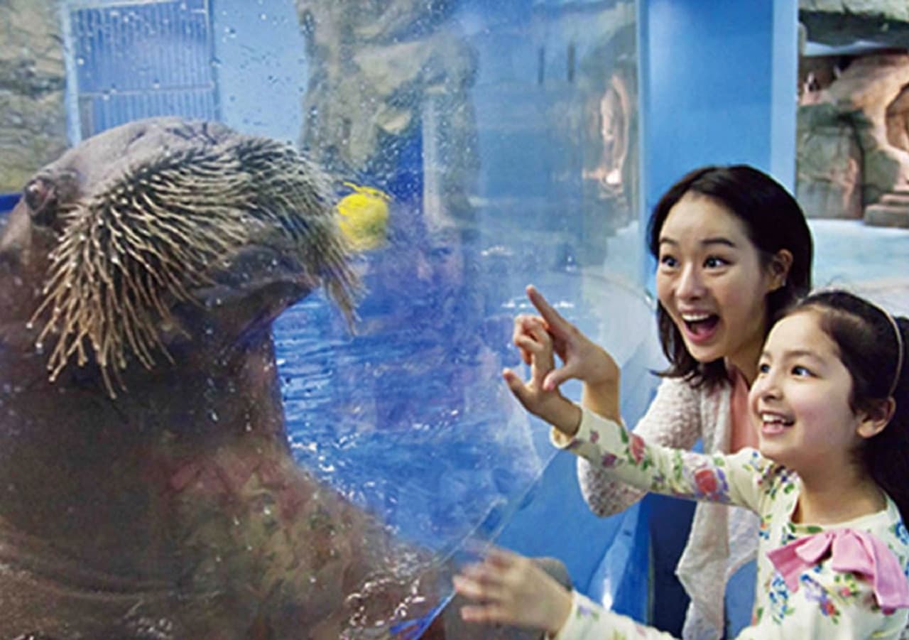 Aqua Planet Jeju Aquarium Ticket - main image
