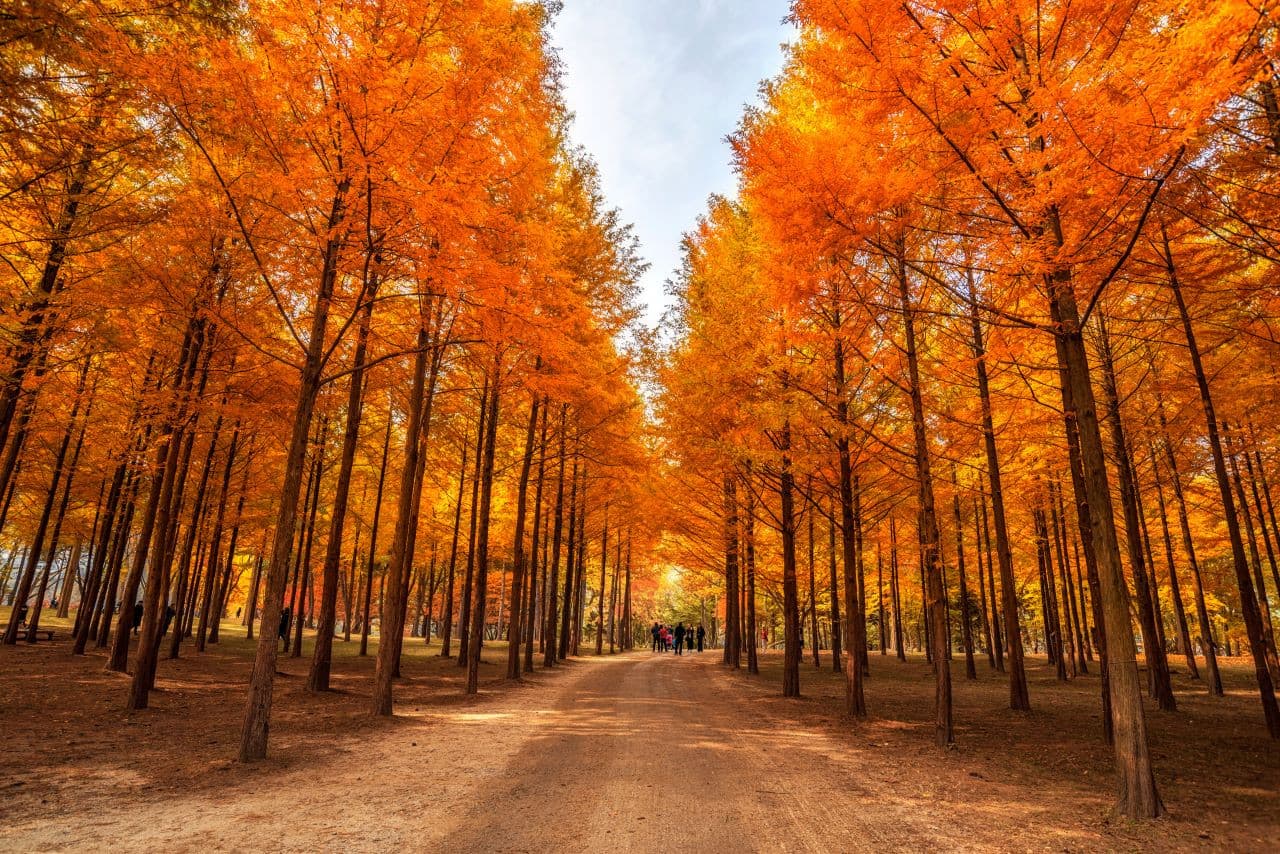 Alpaca World, Nami Island, and Garden of Morning Calm Tour from Seoul - 이미지 16