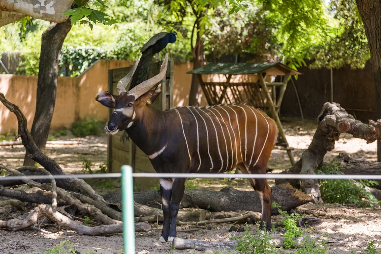 Barcelona Zoo - image 5