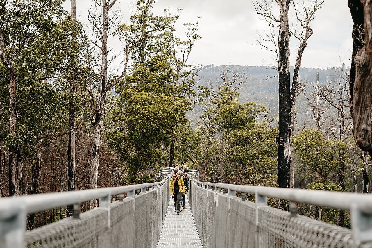 Tahune AirWalk Ticket - image 5