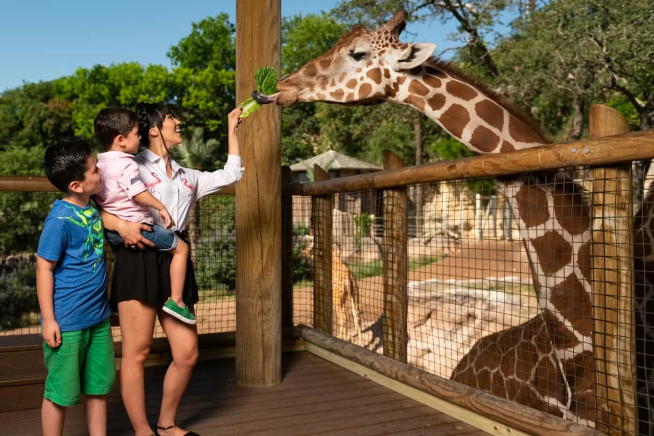 San Antonio Zoo Ticket - image 2
