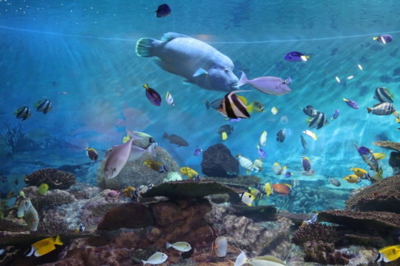SEA LIFE COEX, Seoul Aquarium Ticket - image 17