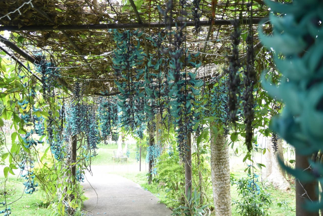 Okinawa Southeast Botanical Gardens - image 38