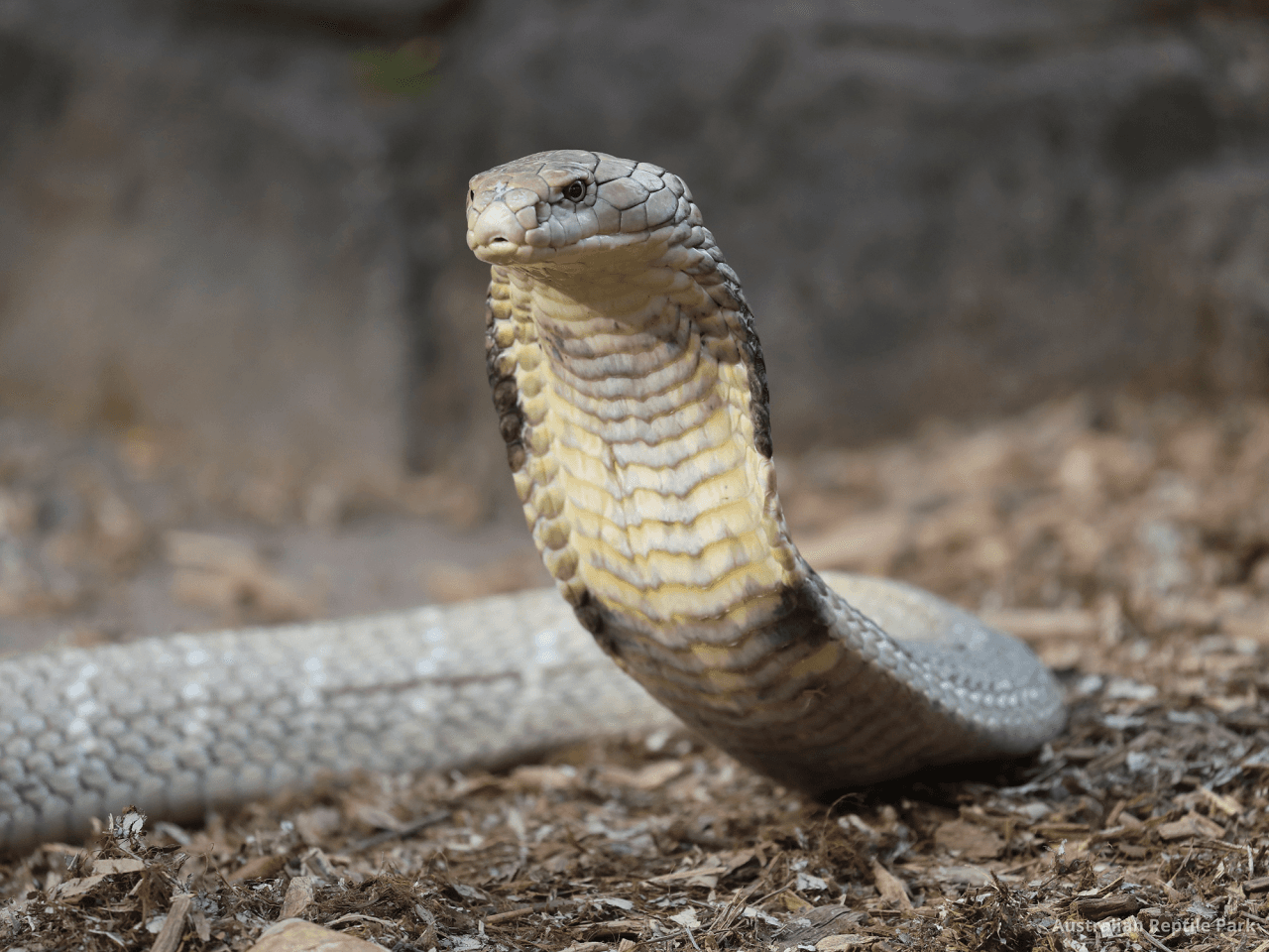Australian Reptile Park - image 16