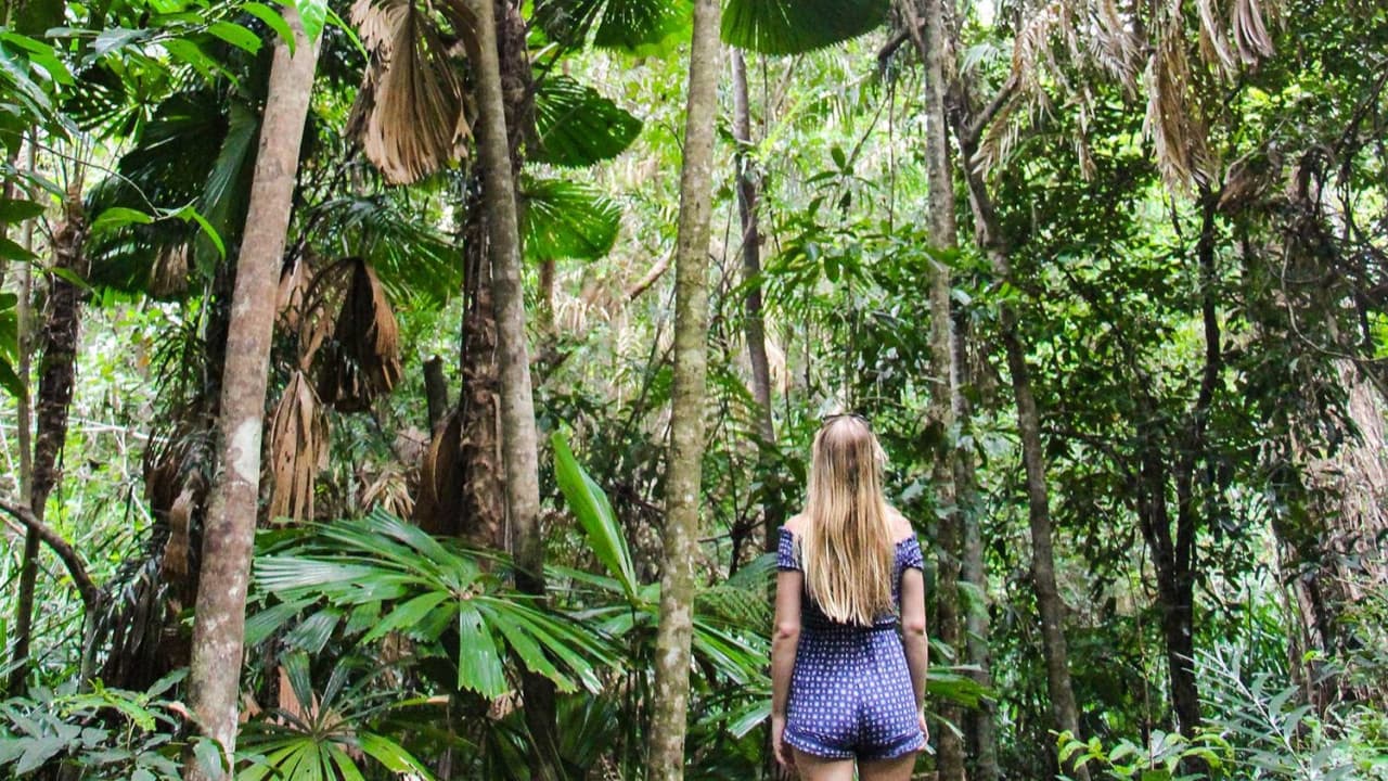 Cape Tribulation and Daintree Wilderness Full-Day Tour - image 11